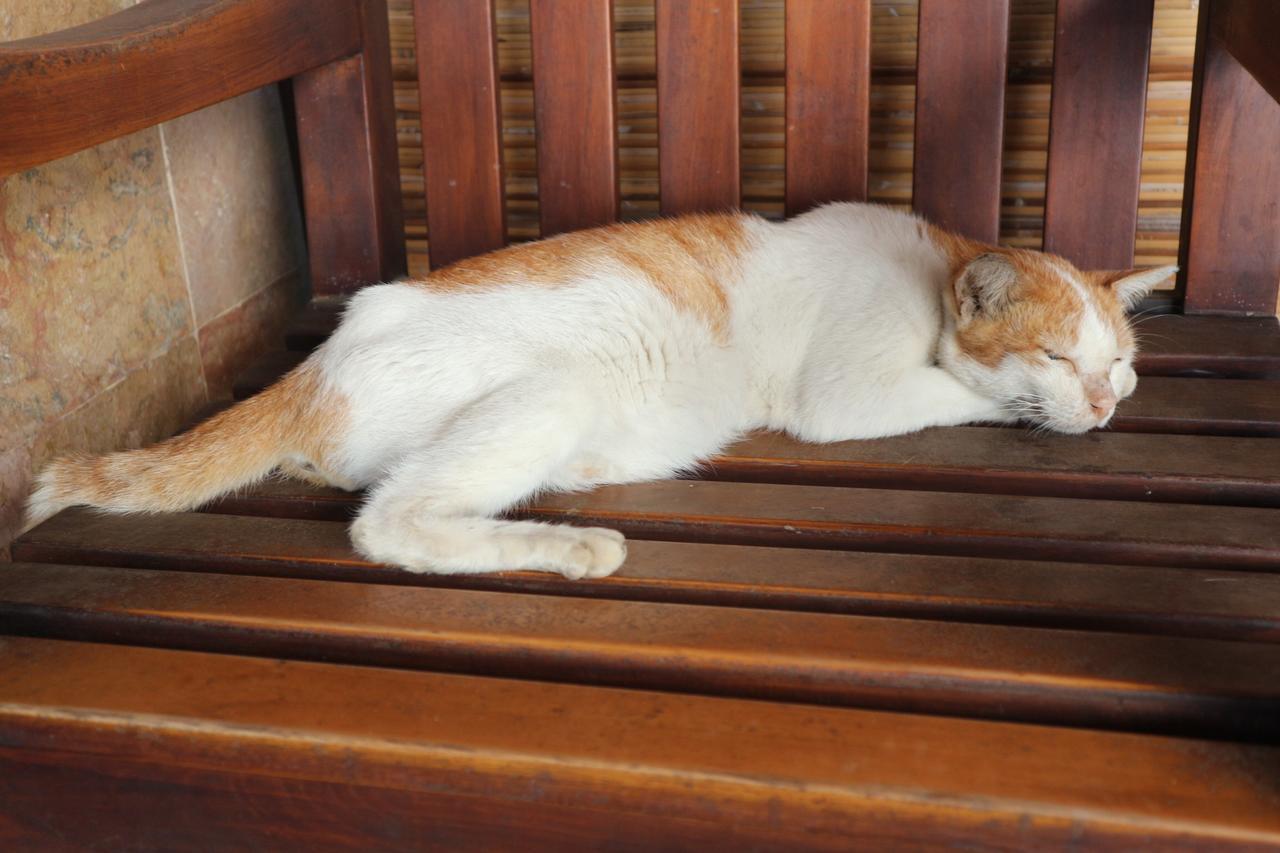 Malino Homestay Gili Trawangan Bagian luar foto